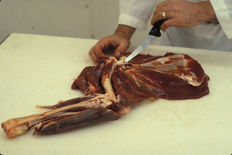 Figure 5. Boning the shoulder.