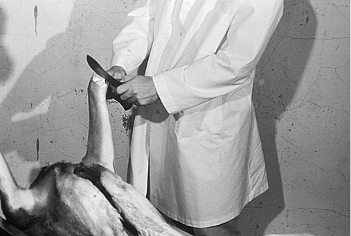 Figure A. Removing foreleg at knee joint.