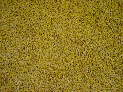 Top view of picked barley kernels