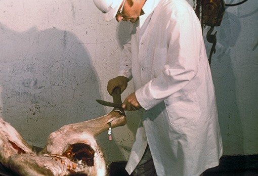 Figure B. Removing hind leg or hock.