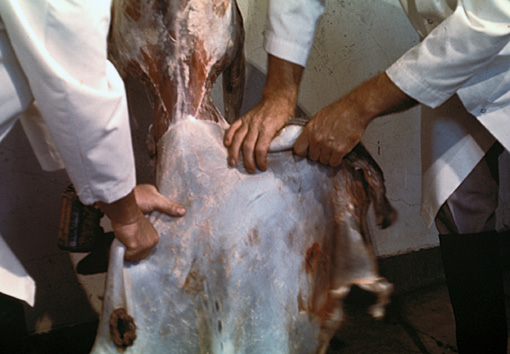 Figure F. Pulling pelt from shoulder and neck.