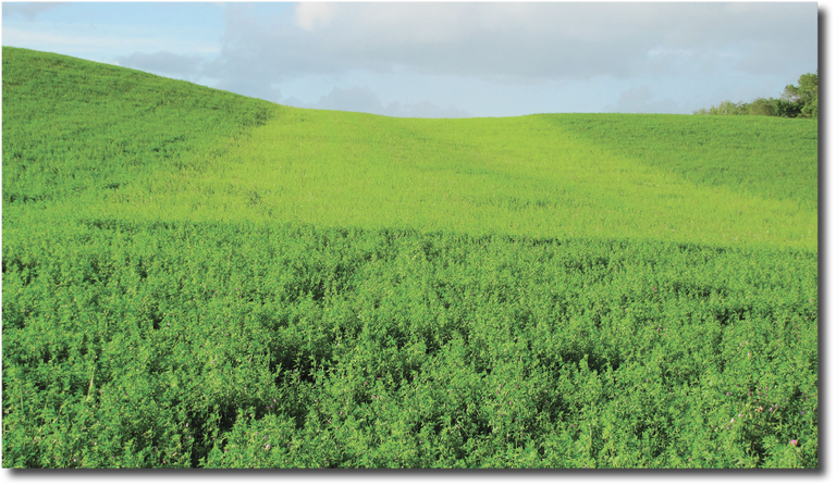 Figure 2. Sulfur deficiency in an S rate study near Lake Park, Minn., marked by yellowing in the upper leaves of alfalfa plants.