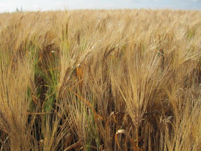 Barley is a key cash and rotational crop in North Dakota, valued for its role in the malting industry and as a feed grain.
