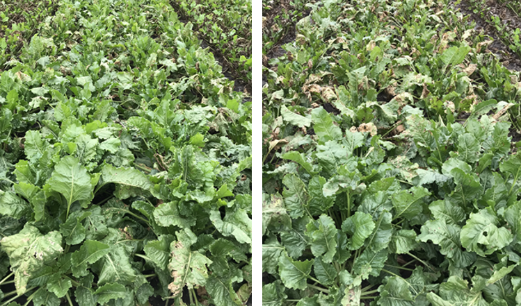 Two photos: On the left, a sugarbeet field with healthy leaves. On the right, about 20% of plants have brown, shriveled leaves.