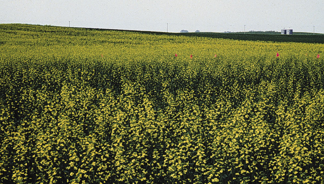 Figure 6. Landscape showing S deficiency: sparse, uneven growth at the summit and eroded hillside on the next hill, viewed from the hilltop.