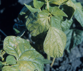 Figure 2. Zinc deficiency in pinto bean.
