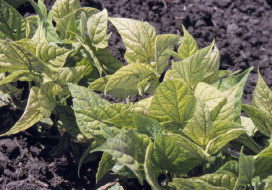 Figure 3. Iron deficiency chlorosis on a saline, calcareous soil near Arthur, N.D.
