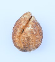 Imazapyr injured potato