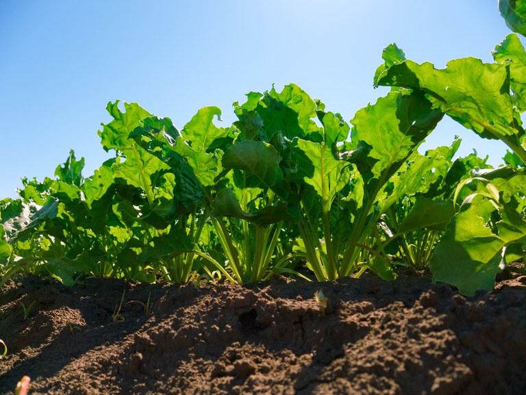 Sugarbeet at maturity in bright sunshine in a field