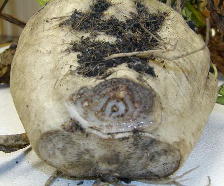 Figure 4. The outer surface of an infected root shows no symptoms, but a transverse section shows grayish-brown to black discoloration.