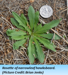 A green plant with long leaves extending in a rough circle. A U.S. quarter is next to it for scale, with the plant's diameter 3-4 times larger.