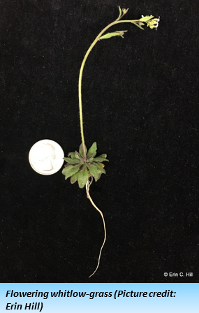 A long, spindly plant with a single root, a round base of leaves, and buds at the top, shown on a black background with a U.S. quarter for scale.