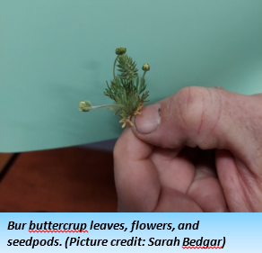 A person pinches a small, 2-inch plant with pine-like bristles and two small buds between their thumb and forefinger.