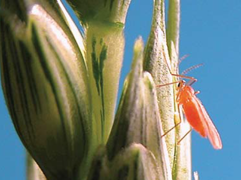 A closeup of an orange insect sitting on variegated green and white leaves