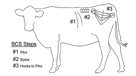 Body Condition Scoring (BCS)