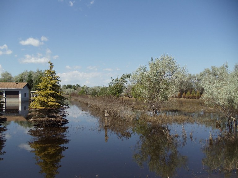 Flooding scene with trees and shrubs submerged