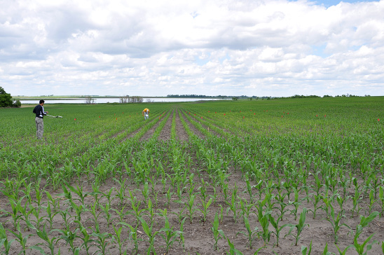 Figure 6. S deficiency in corn near Oakes, N.D., 2013. Yellower plots received 200 lb N/acre; greener plots had lower N rates. Tallest corn received S.