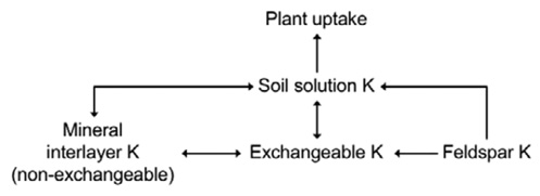 Figure 7. Seasonal soil K availability to crops. Rapid K release from K-feldspars and mineral interlayer K contributes to crops during the growing season.