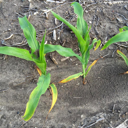 Figure 14. Potassium deficiency in corn. Lower leaves are most affected, yellowing starts at leaf margins, with the mid-rib affected last.