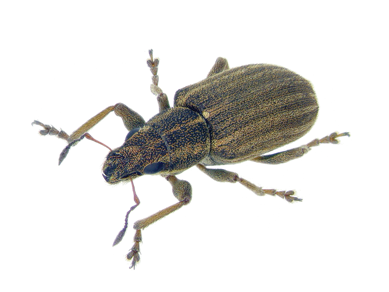 Pea leaf weevil