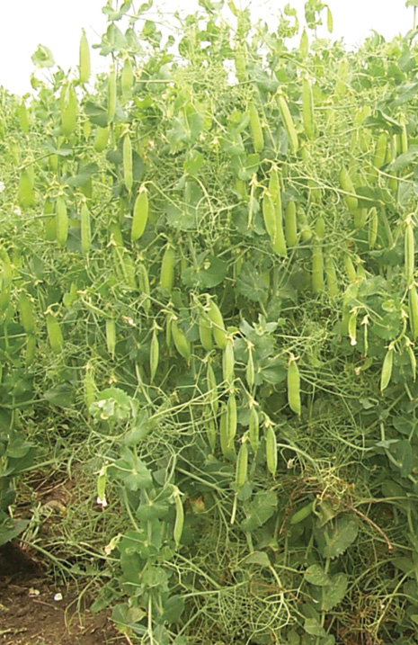 Field peas