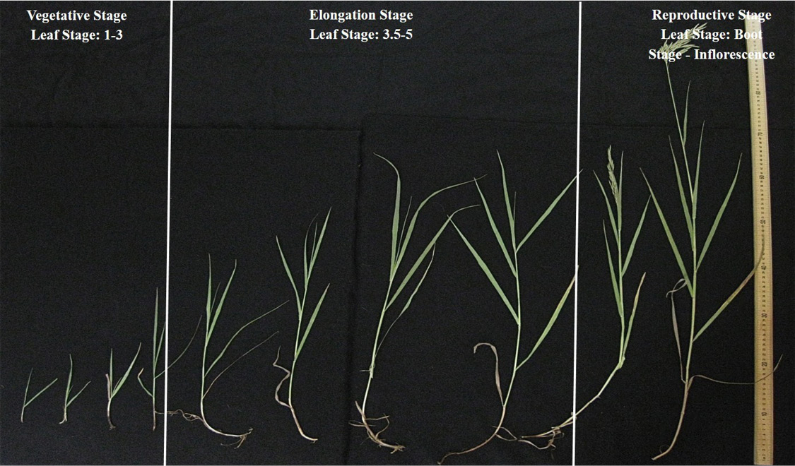 Morphological Stages