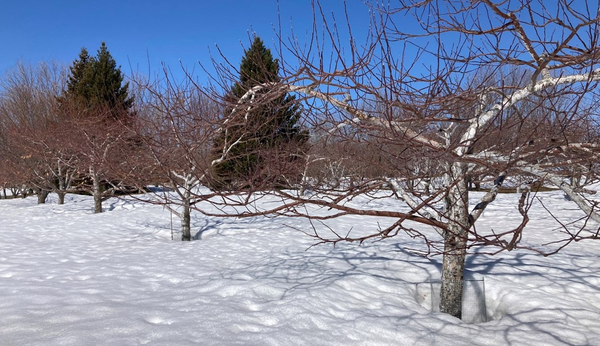 Dormant apple trees under 1 to 3 feet of snow in mid-April 2023, with blue sky and a deep blanket of white snow beneath the trees.