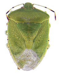 Green stink bug