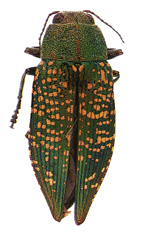 Green metallic woodborer