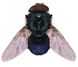 Blow fly