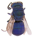 Cuckoo wasp