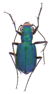 Six-spotted tiger beetle
