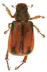 Green-marker chafer