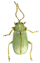 Northern corn rootworm beetle