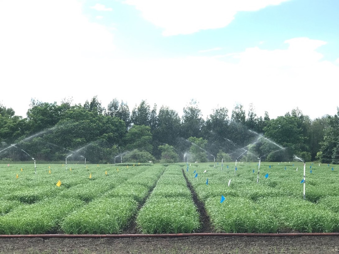 HRSW irrigated FHB trial