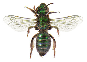 Sweat bee