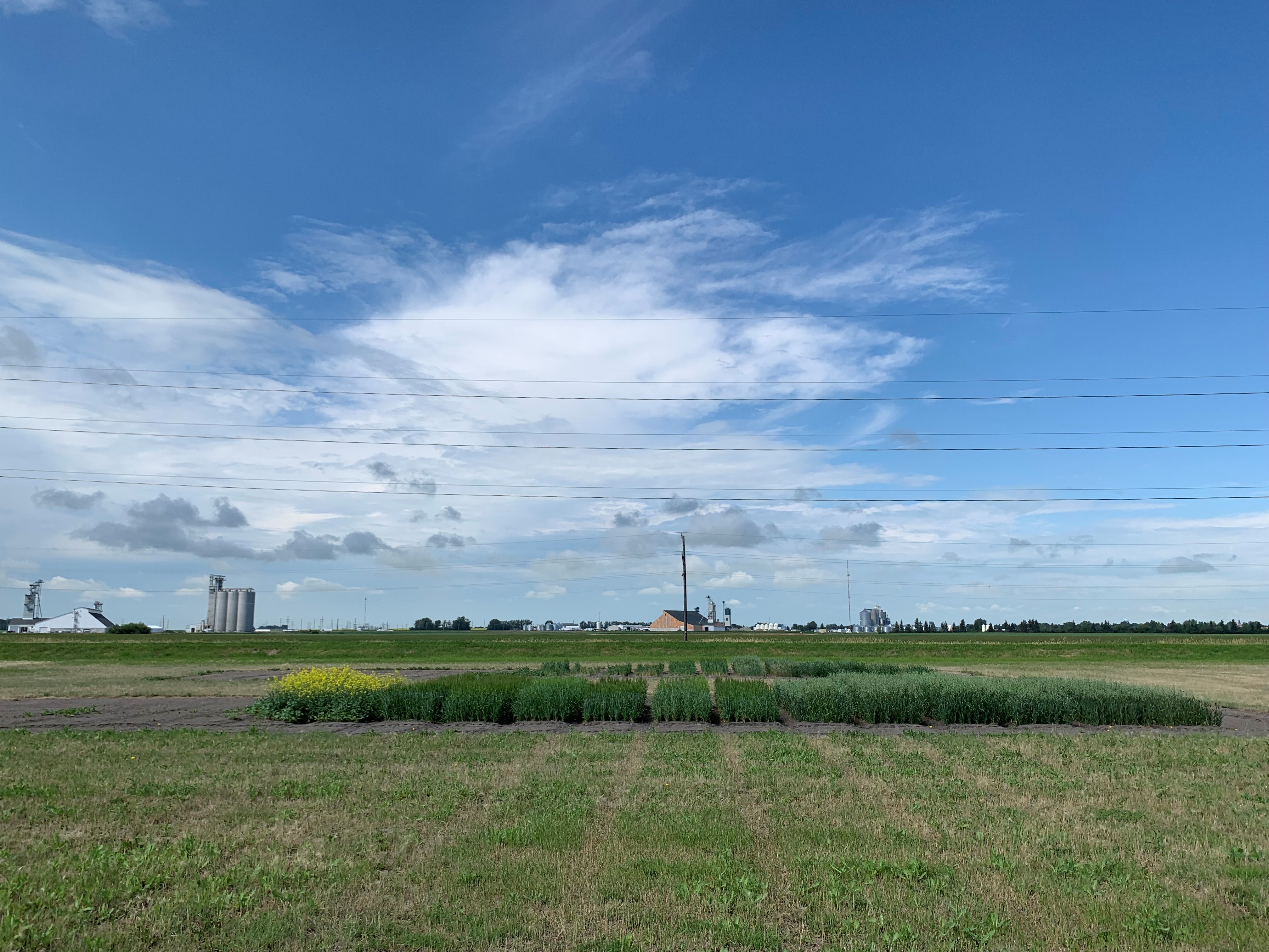 Picture of the trial with moderate to high salinity and sodicity