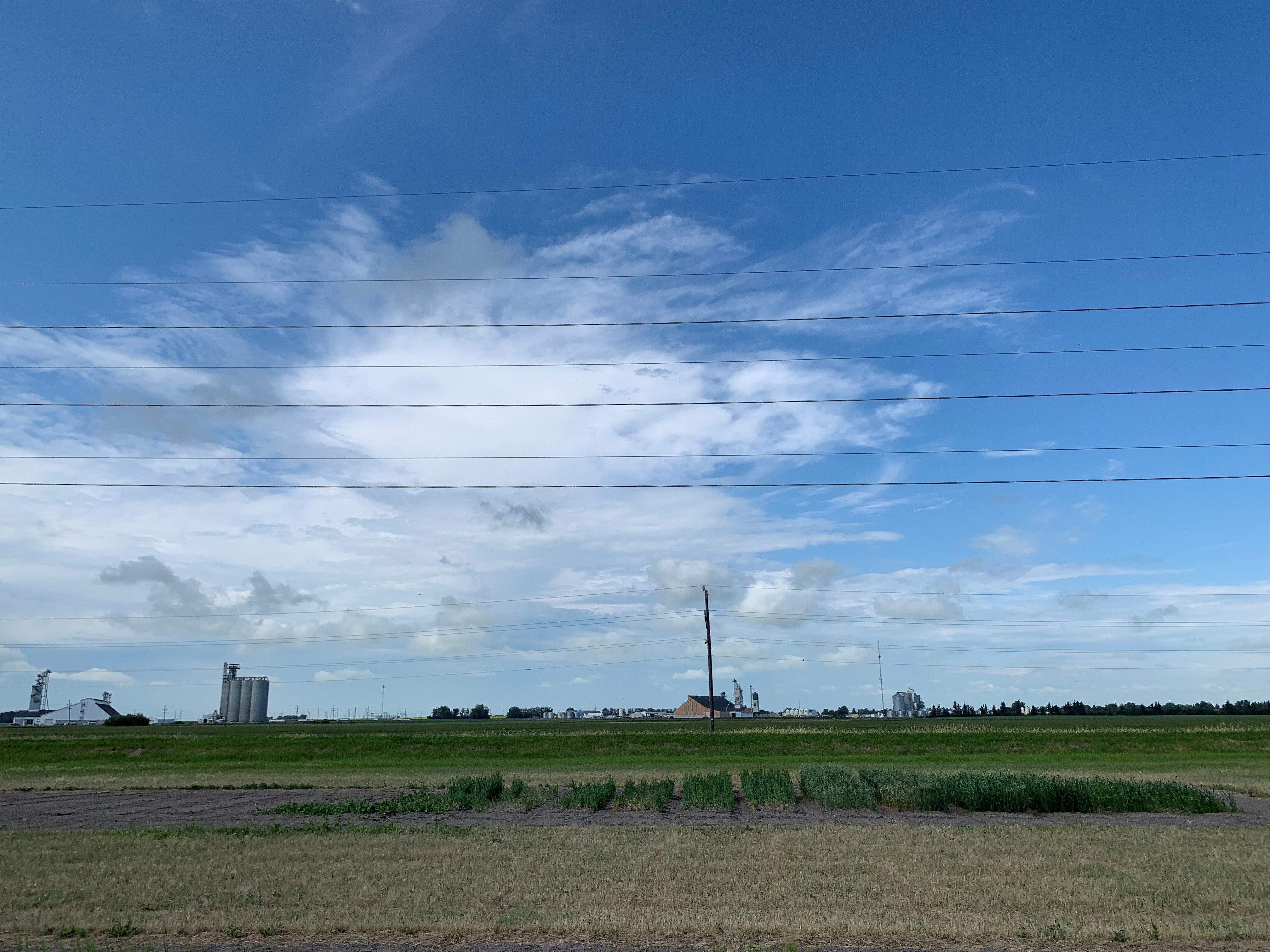 Picture of the trial with very high salinity and sodicity.