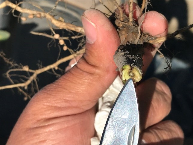 Picture of a brown pith of the stem indicating brown stem rot in soybeans.
