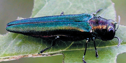 Emerald Ash Borer