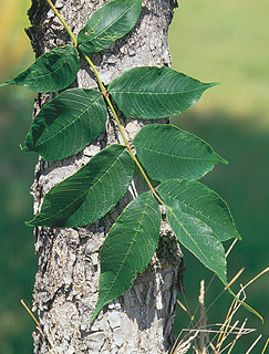 Black Ash tree