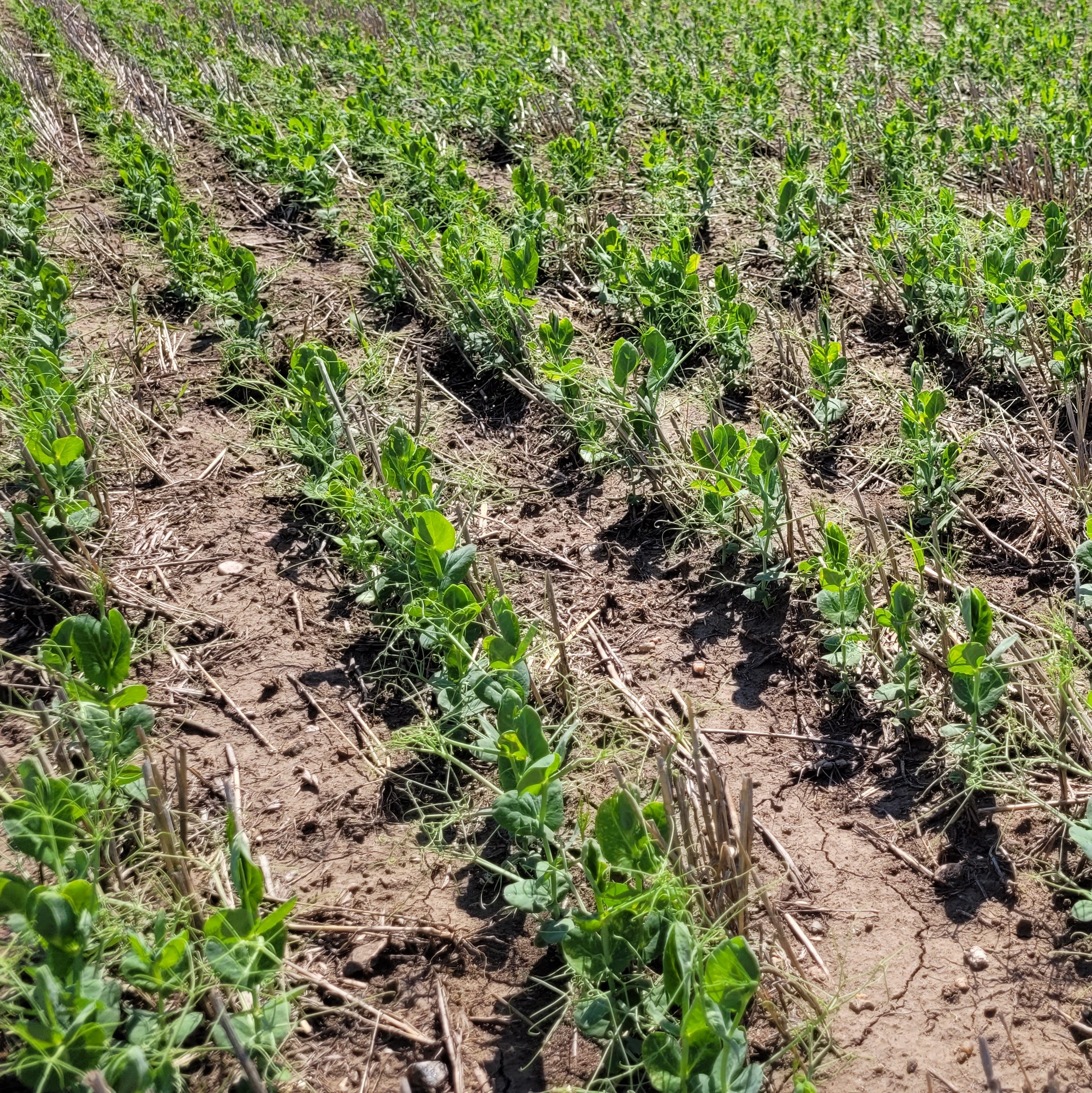 ND Victory green field pea seedlings in a field