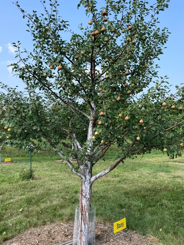 A Stacey pear tree in the CREC orchard with many small fruits. The dark green leaves contrast with the light yellow fruit throughout the tree.