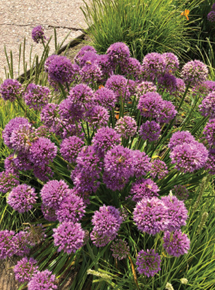 Allium