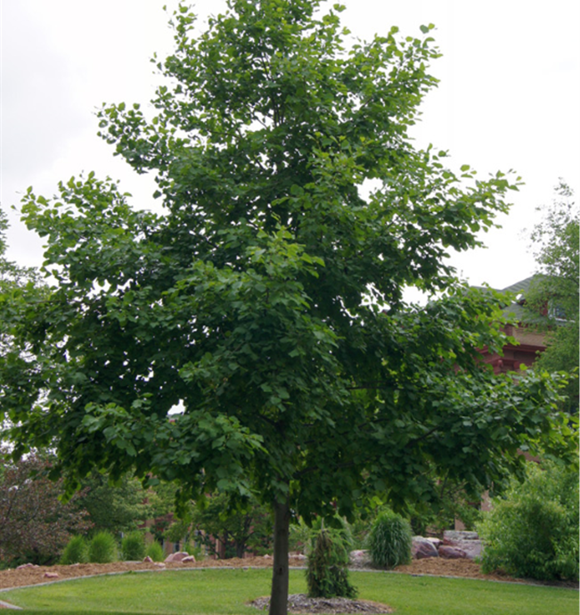 Manchurian Alder