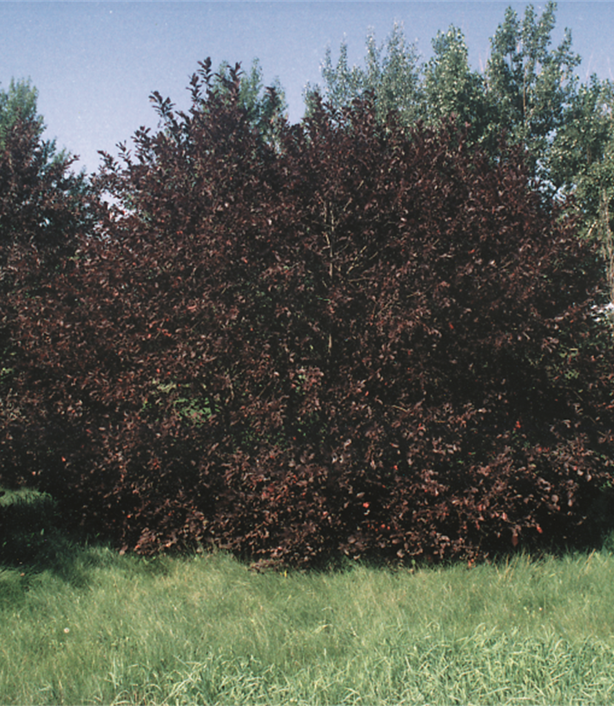 Chokecherry