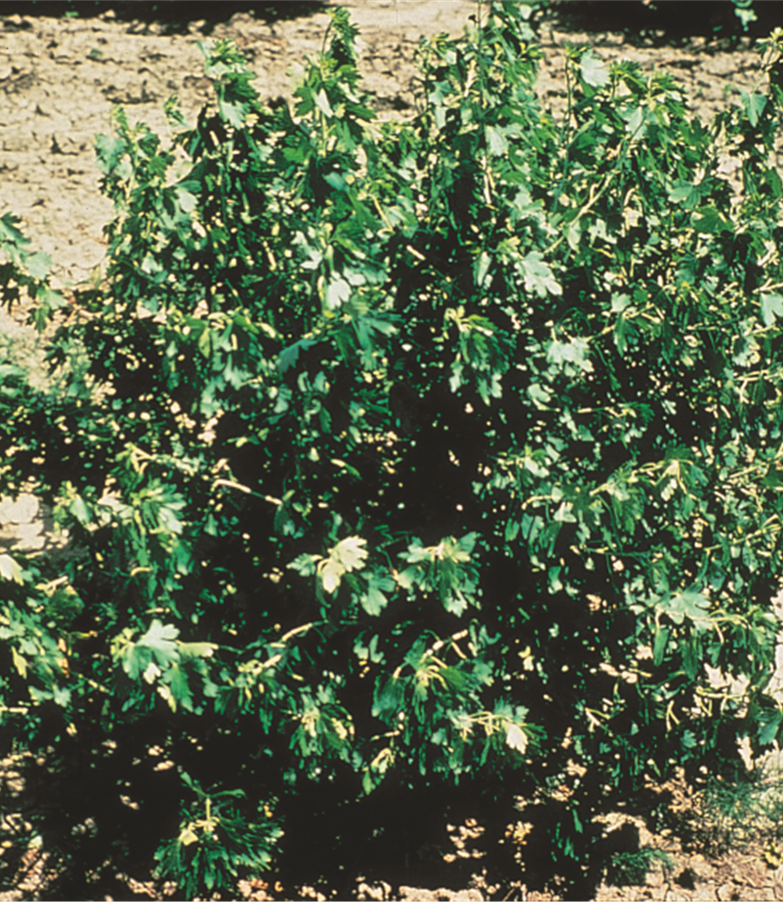 金（丁香）电流