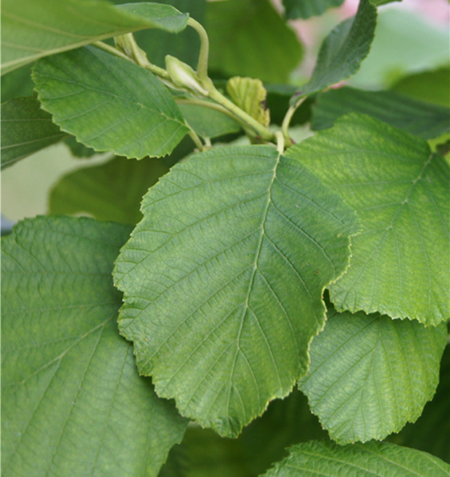 草原地平线满洲桤木