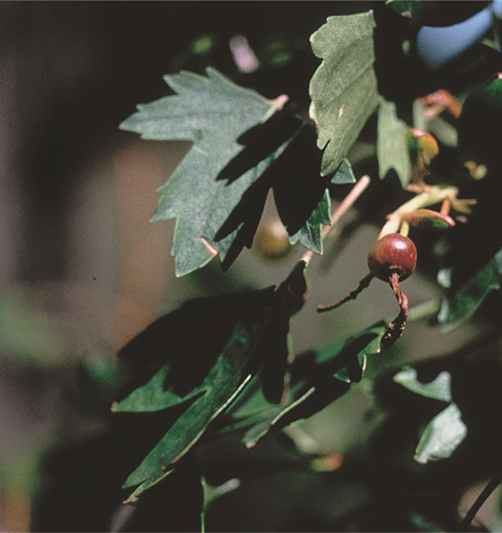 金（丁香）电流