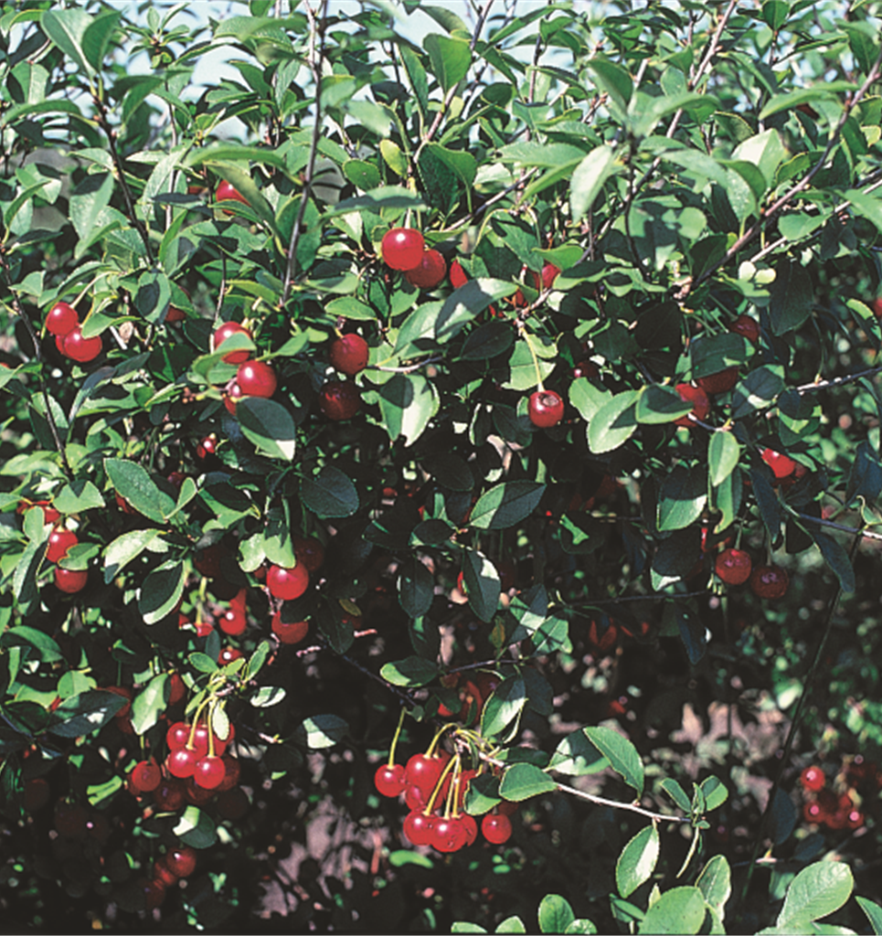 Mongolian Cherry